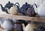 P_0056.722 Чайник заварочный Classic Tones 1,5 л белый